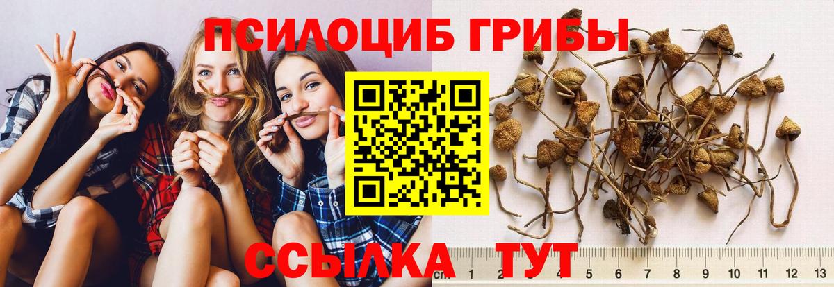 Галлюциногенные грибы Psilocybine cubensis  Вход с VPN  Ковров 